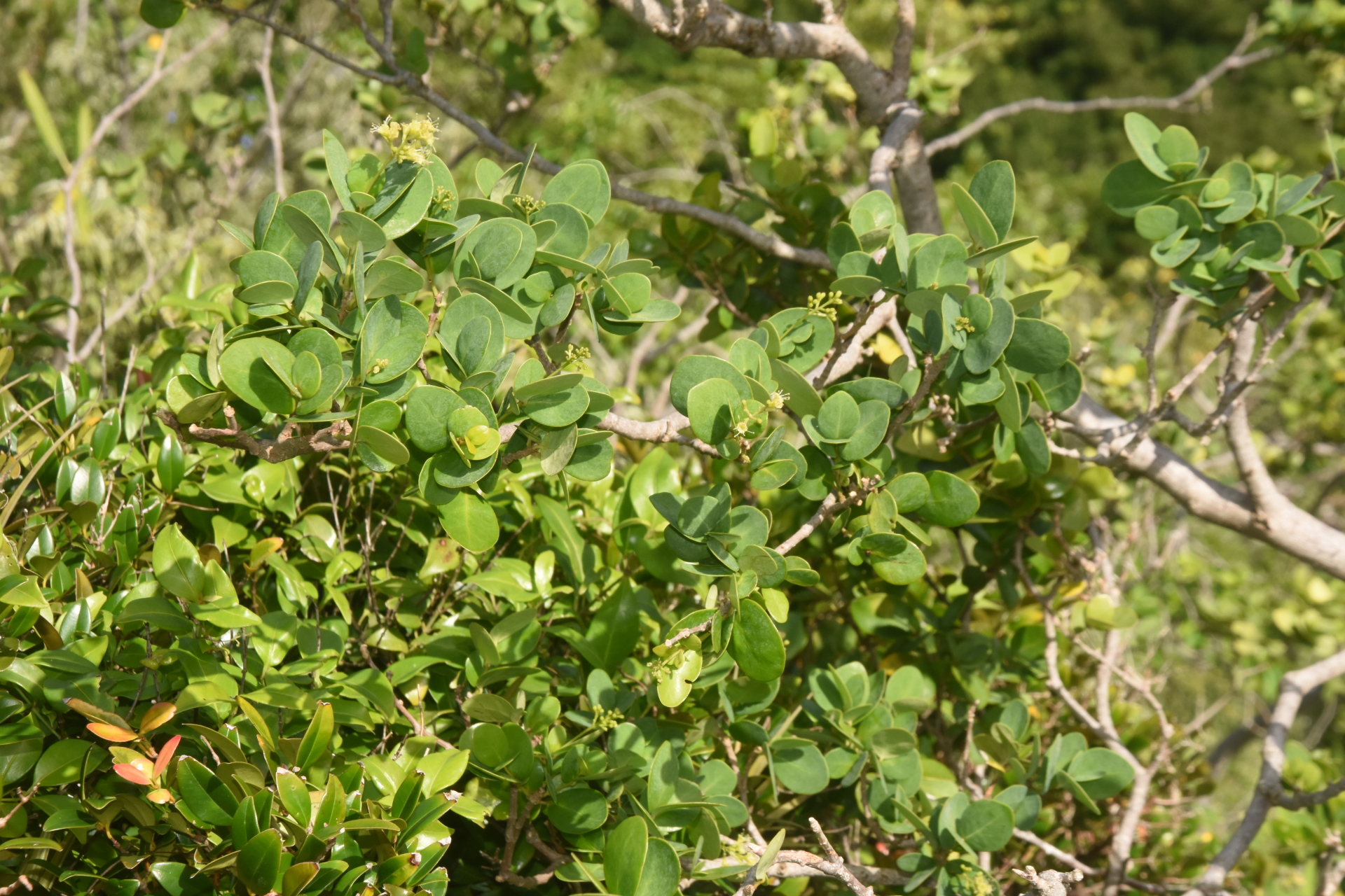 Guapira suborbiculata (Hemsl. ex Duss) Lundell - Photo Bivouac Naturaliste